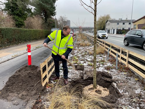 Borgmester Søren Friis Trebbien i gul vest med en spade i gang med at kaste jord på et nyplantet træ på Hvidovrevej.